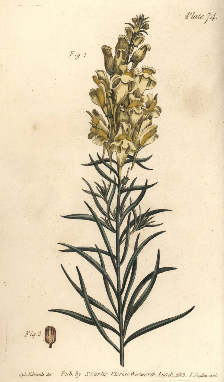 Lniana ropucha żółta lub lwia paź, wyżlin majus, ogolnospermia. Ręcznie barwiony miedzioryt autorstwa F. Sansoma przedstawiający ilustrację botaniczną Sydenhama Edwardsa do Wykładów o botanice Williama Curtisa, dostarczony w Ogrodzie Botanicznym w Lambeth autorstwa Sydenham Teast Edwards