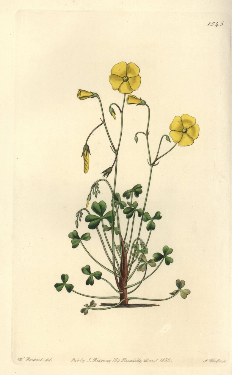 Żółty szczaw leśny, Oxalis micrantha (Oxalis Cumminga, Oxalis cummingii). Ręcznie barwiony miedzioryt autorstwa S. Wattsa według ilustracji Williama Herberta z Sydenham Edwards