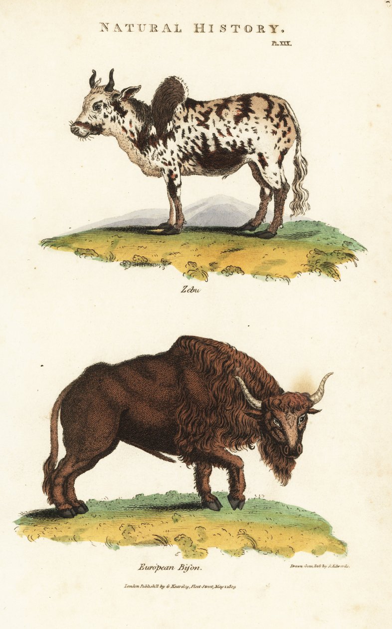Zebu i żubr - bydło zebu garbate, Bos indicus i żubr, Bison bonasus. Ręcznie barwiony miedzioryt według Sydenhama Edwardsa z John Mason Good