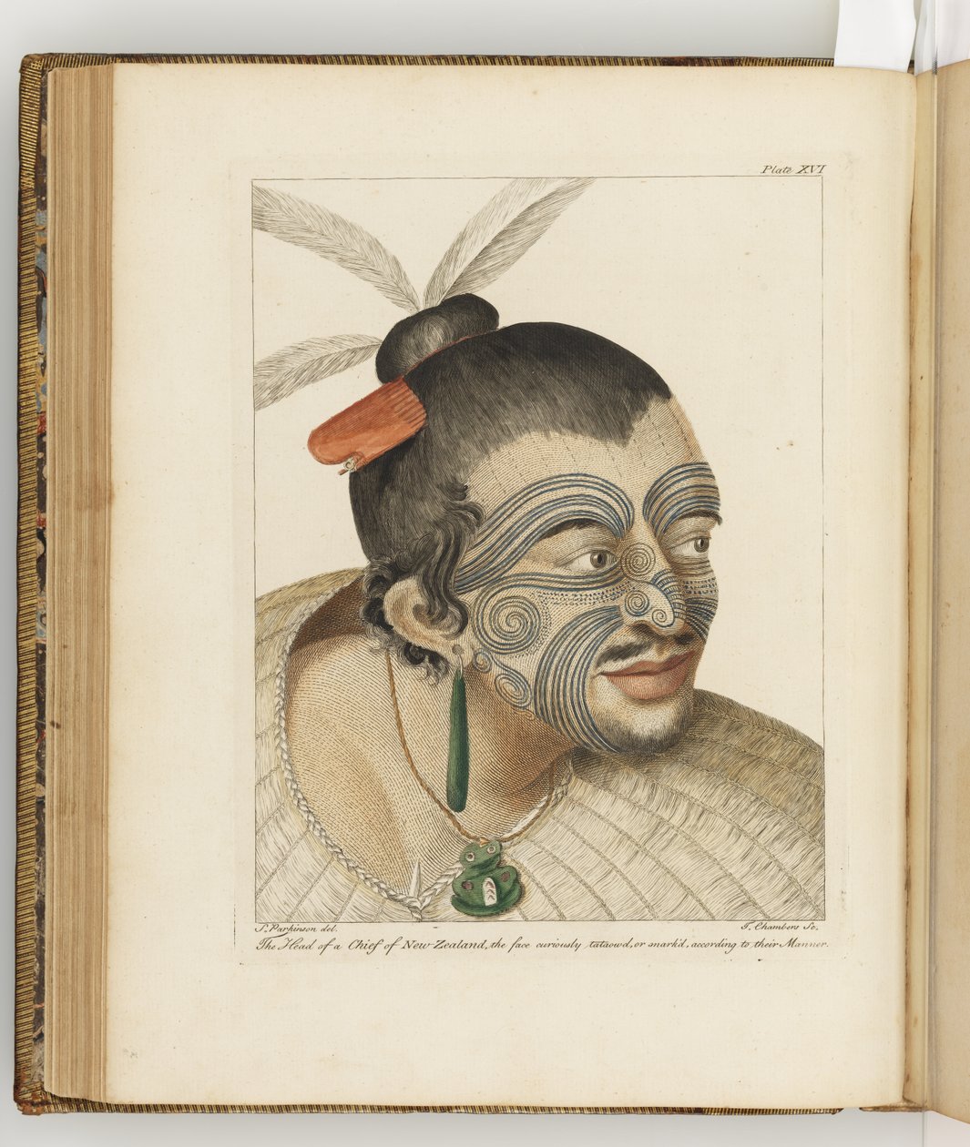 Ilustracja z „Dziennika podróży na morza południowe: na statku Jego Królewskiej Mości, The Endeavour”, 1794 autorstwa Sydney Parkinson