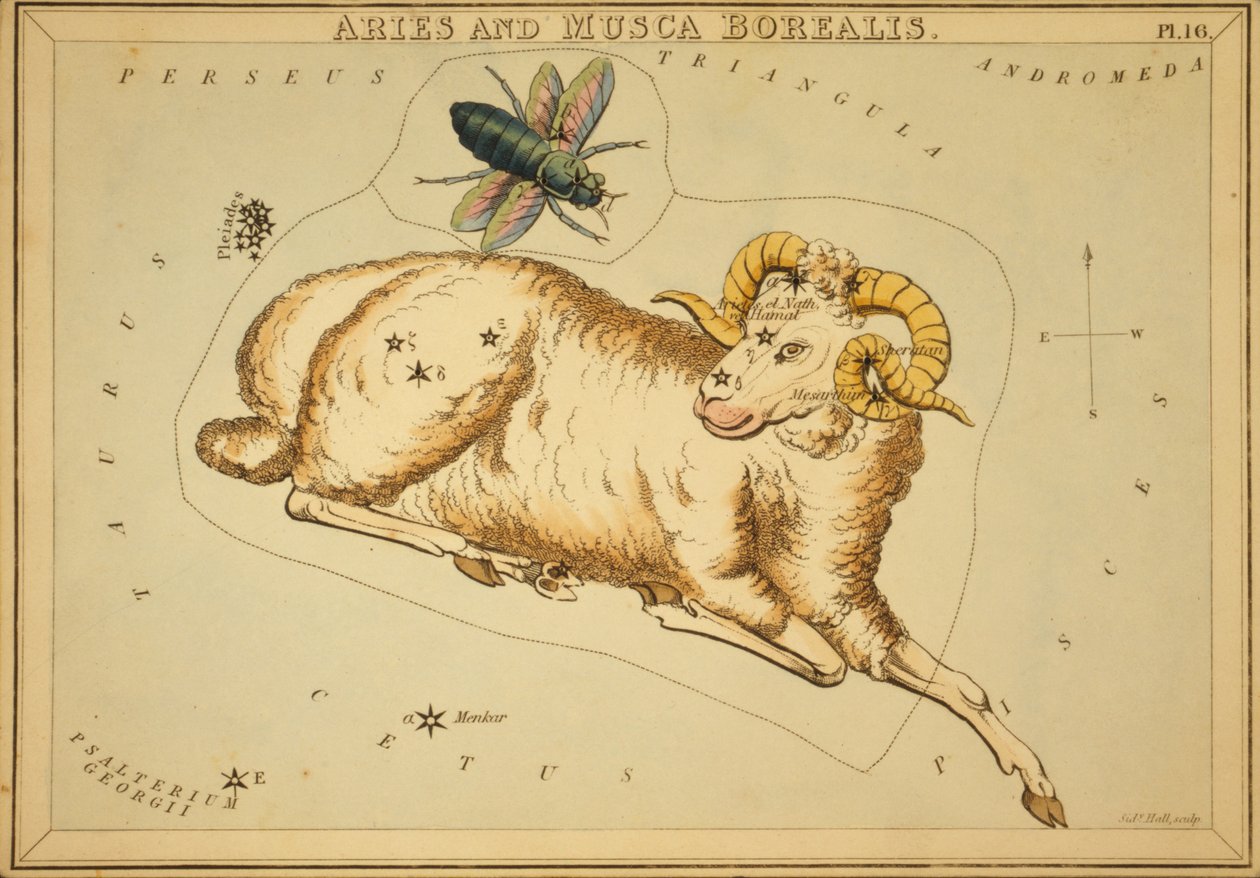 Baran i Musca Borealis, ilustracja z „Zwierciadła Urania” autorstwa Sydney Hall
