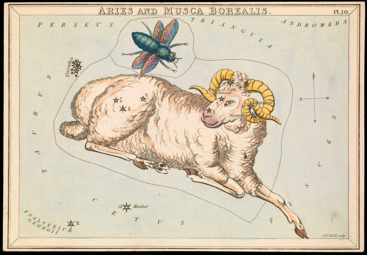 Baran i Musca borealis, ok. 1825 (karta, papier, bibułka) autorstwa Sydney Hall