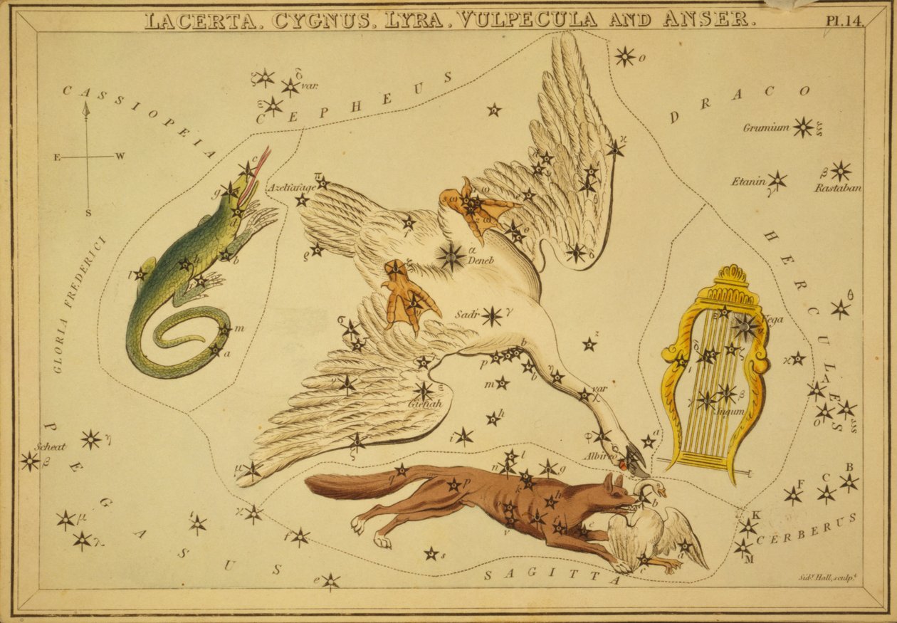 Jaszczurka, łabędź, lira, lis i gęś, ilustracja z „Zwierciadła Urania” autorstwa Sydney Hall