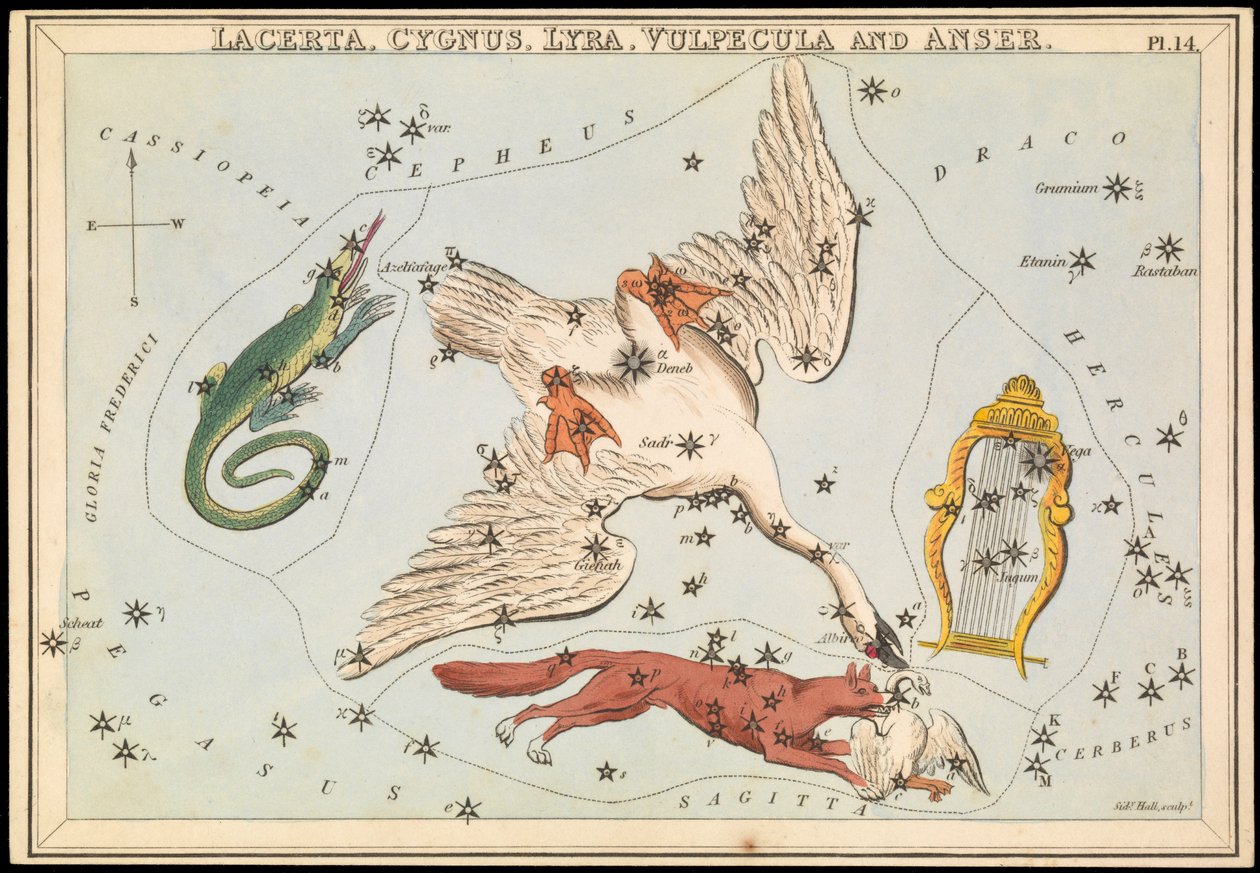 Lacerta, Cygnus, Lyra, Vulpecula i Anser, ok. 1825 r. (karta, papier, bibułka) autorstwa Sydney Hall