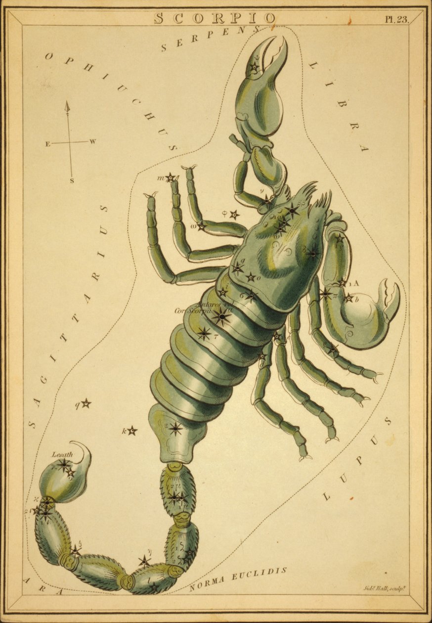 Skorpion, ilustracja z „Zwierciadła Urania” autorstwa Sydney Hall