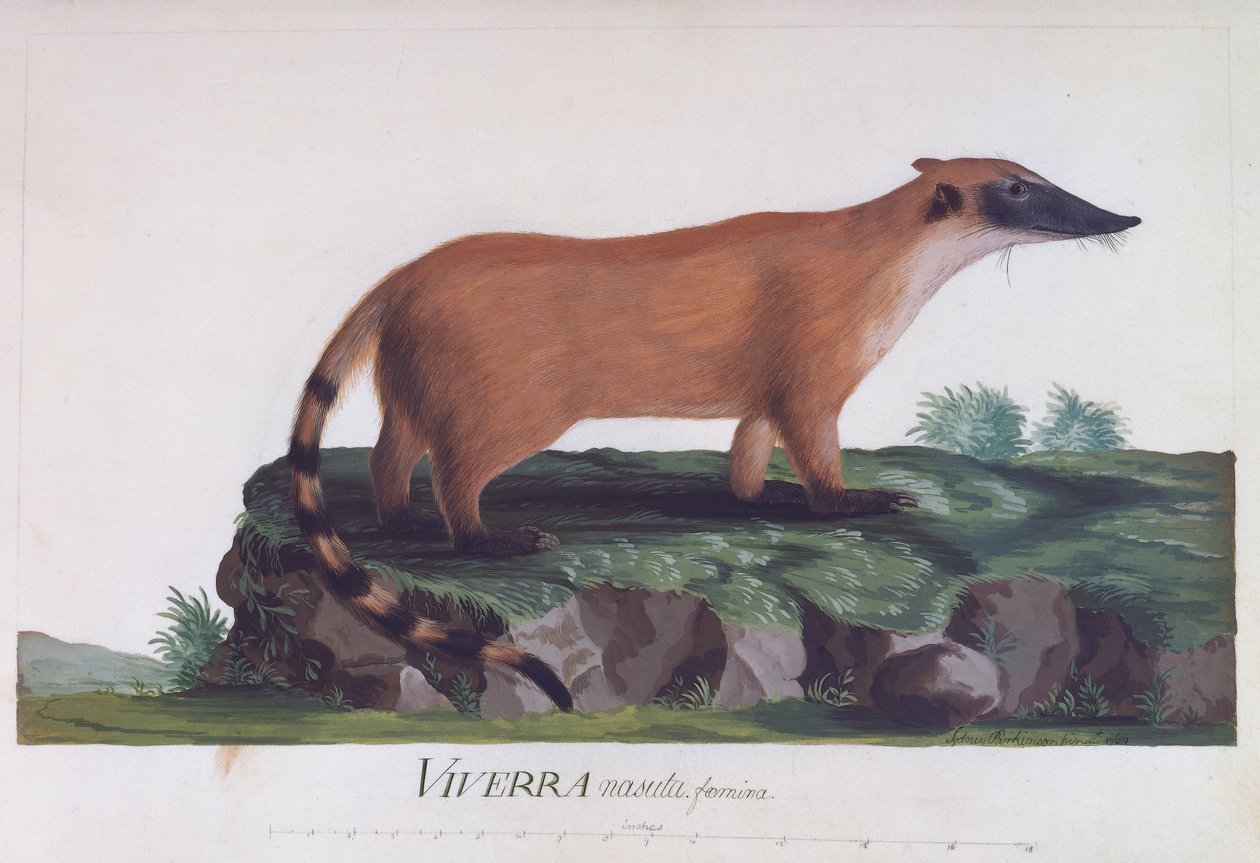 Kobieta z Viverra nasuta, kolorowa rycina Sidneya Parkinsona (ok. 1745-1771) autorstwa Sydney Parkinson