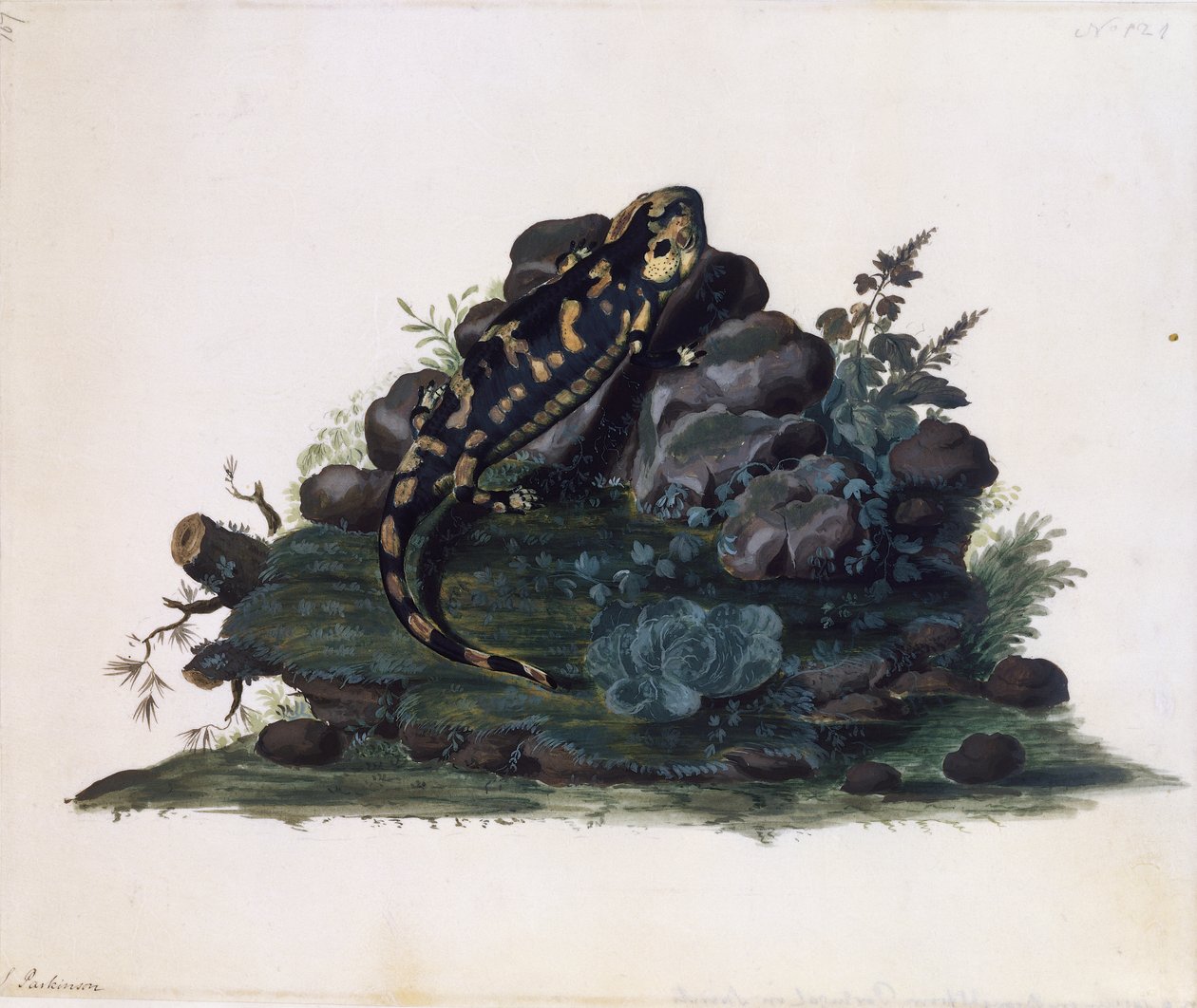 Salamander, akwarela Sidneya Parkinsona (ok. 1745-1771), Wielka Brytania autorstwa Sydney Parkinson