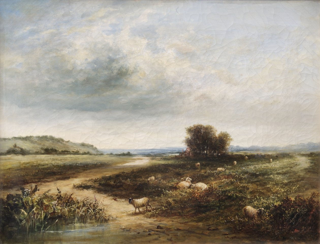 Owce na Common autorstwa T. K. Atkinson