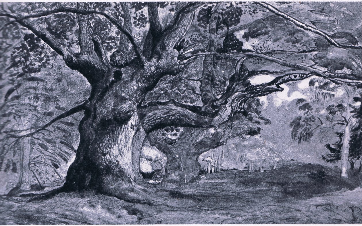 The Panshanger Oak, Hertfordshire, Nature in Britain, wydane przez Collins, 1946 autorstwa T. Medland