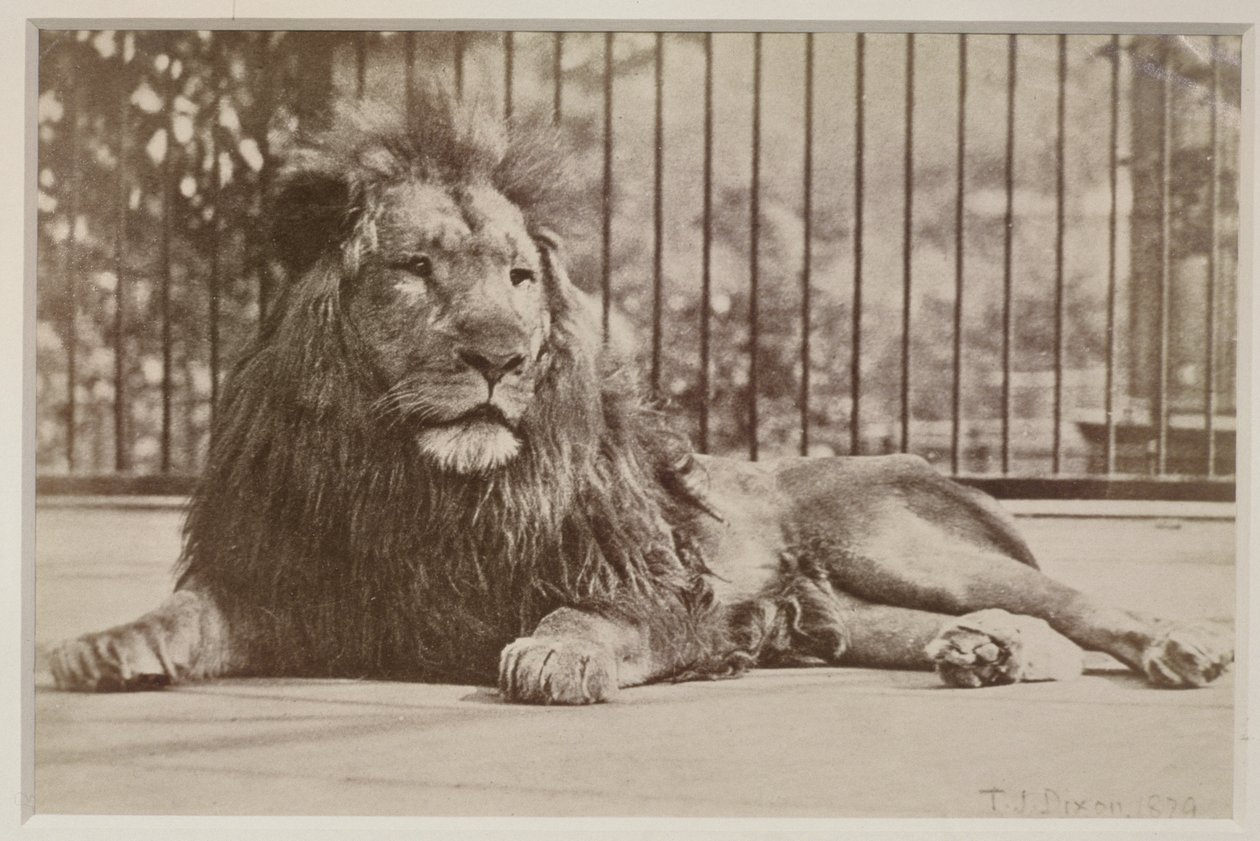Lew w klatce, 1879 (druk albumowy) autorstwa T.J. Dixon