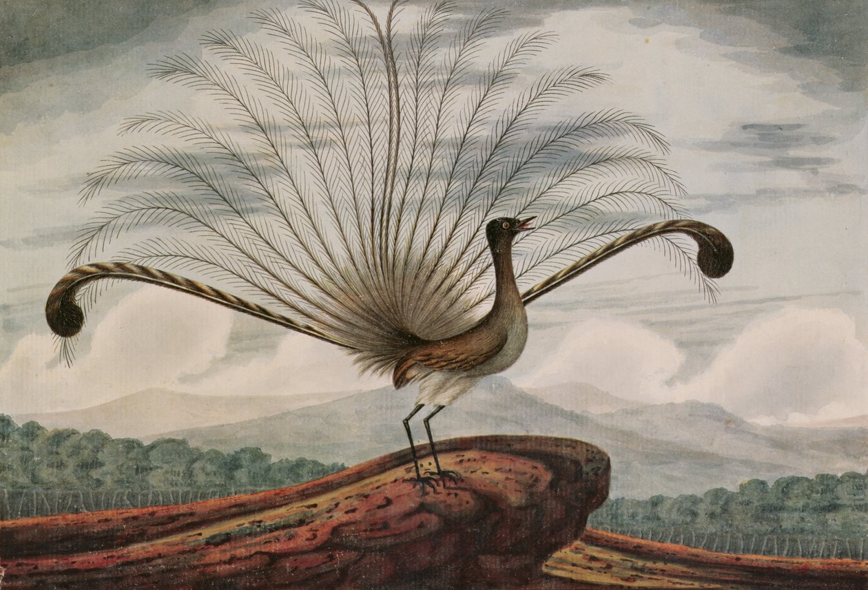 Lirnik: Mamura superba, 1813 autorstwa T.R. Browne