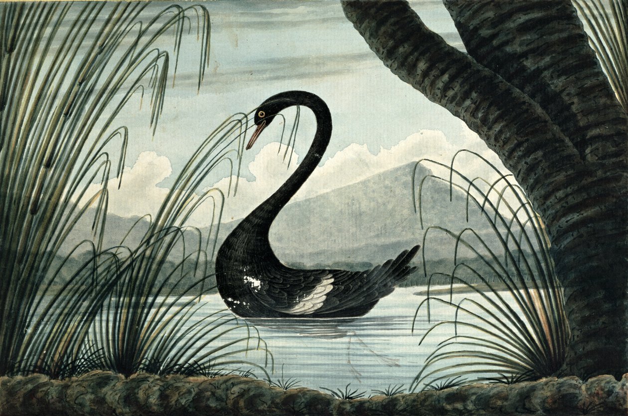 Czarny łabędź, 1813 autorstwa T.R. Browne
