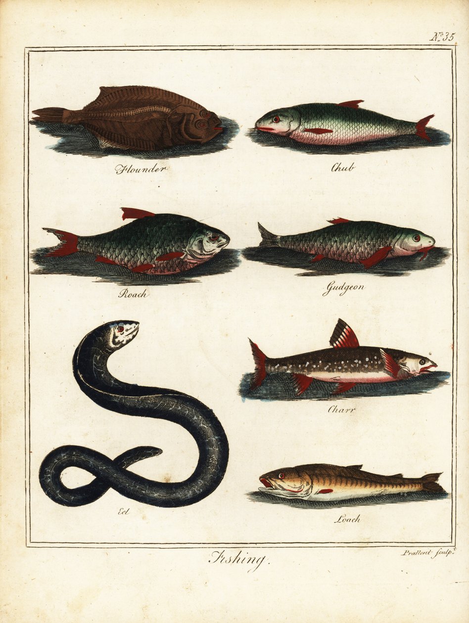 Wędkarstwo: flądra, kleń, płoć, kiełb, golec, węgorz, bocja. 1792 (grawerowanie) autorstwa T. Prattent