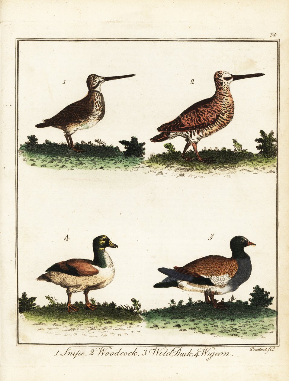 Ptaki łowne: bekas, słonka, dzika kaczka i świstun. 1792 (grawerowanie) autorstwa T. Prattent