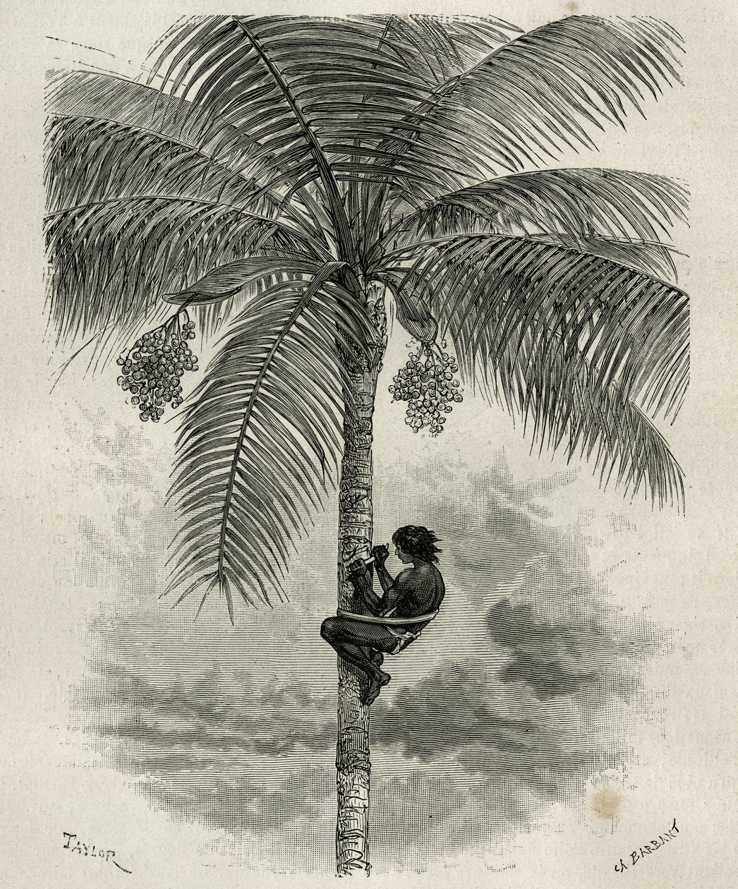La recolte de la wax de palmier ceroxylon, dans le Quindio (Kolumbia), grawerowane przez Taylora i Ferdinandusa, aby zilustrować historię L