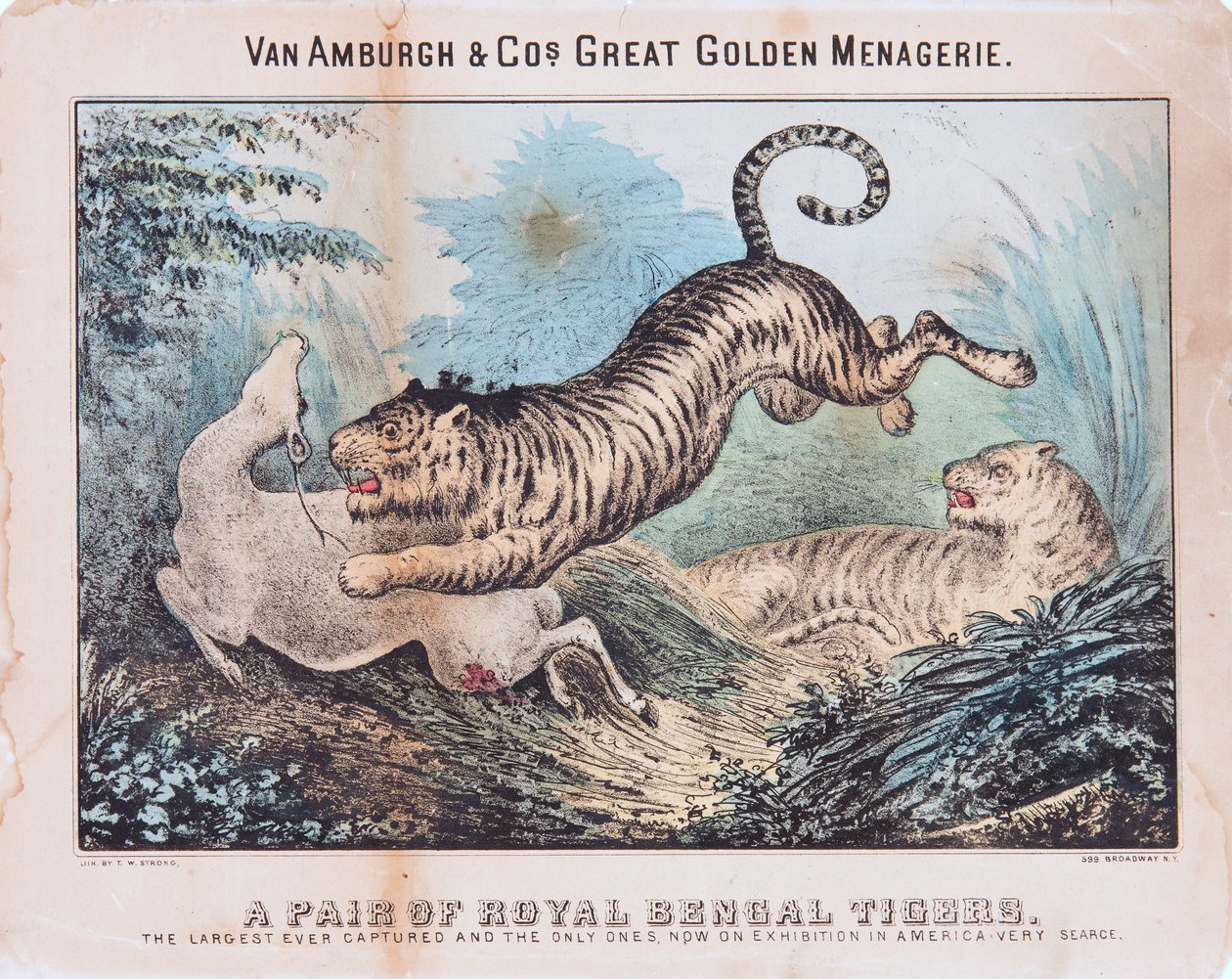 Para Królewskich Tygrysów Bengalskich (wc na papierze) autorstwa T. W. Strong