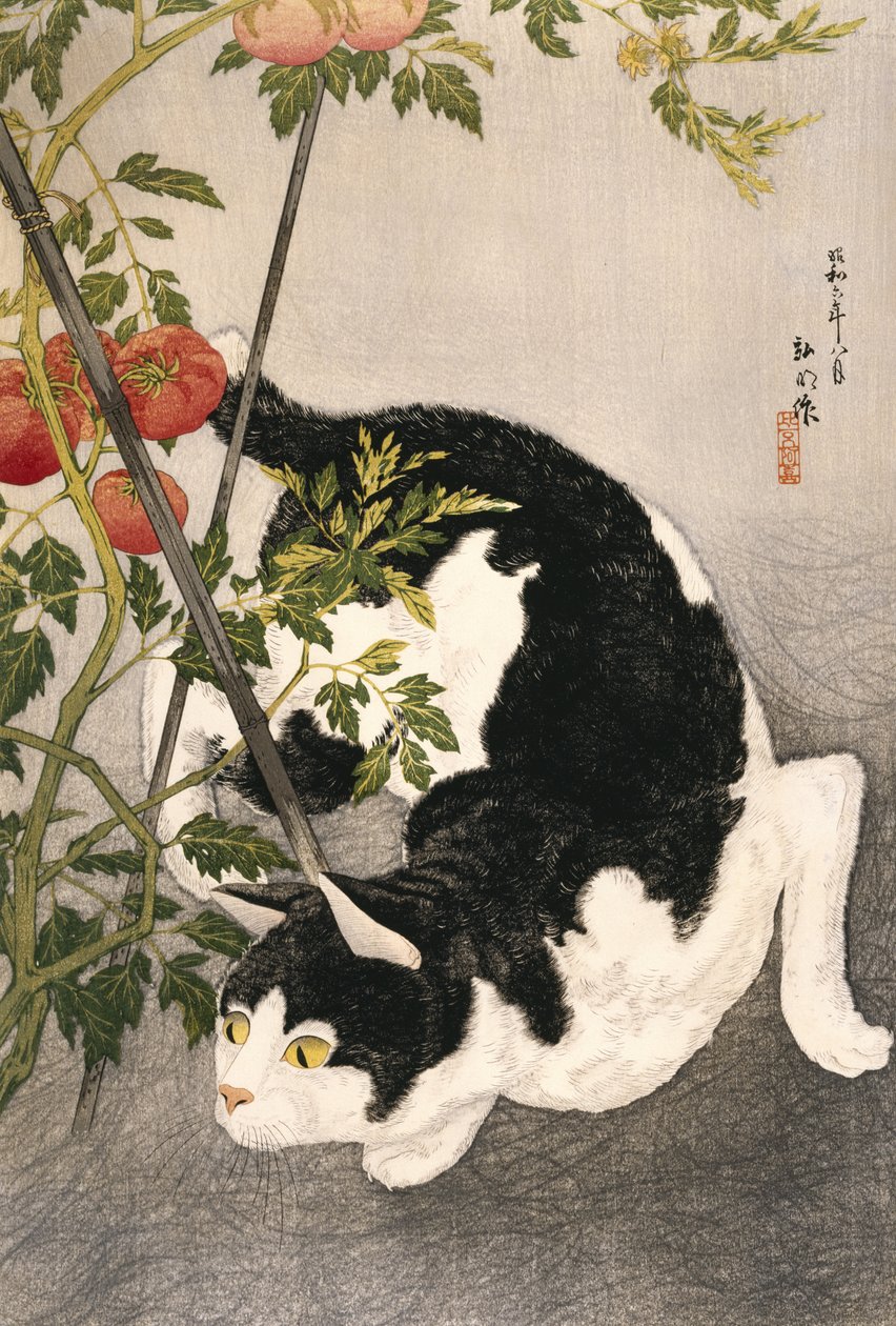 Kot grasujący wokół zakładu pomidora, 1931 (drewnodruk) autorstwa Takahashi Hiroaki