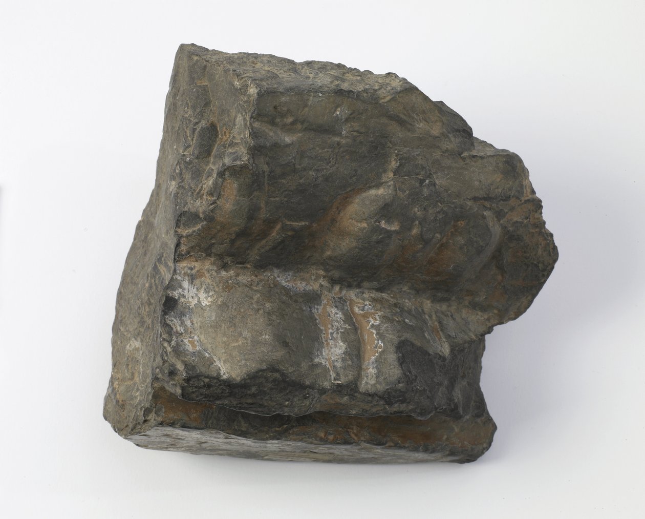 Fragment cokołu lotosu autorstwa Tang Dynasty Chinese School