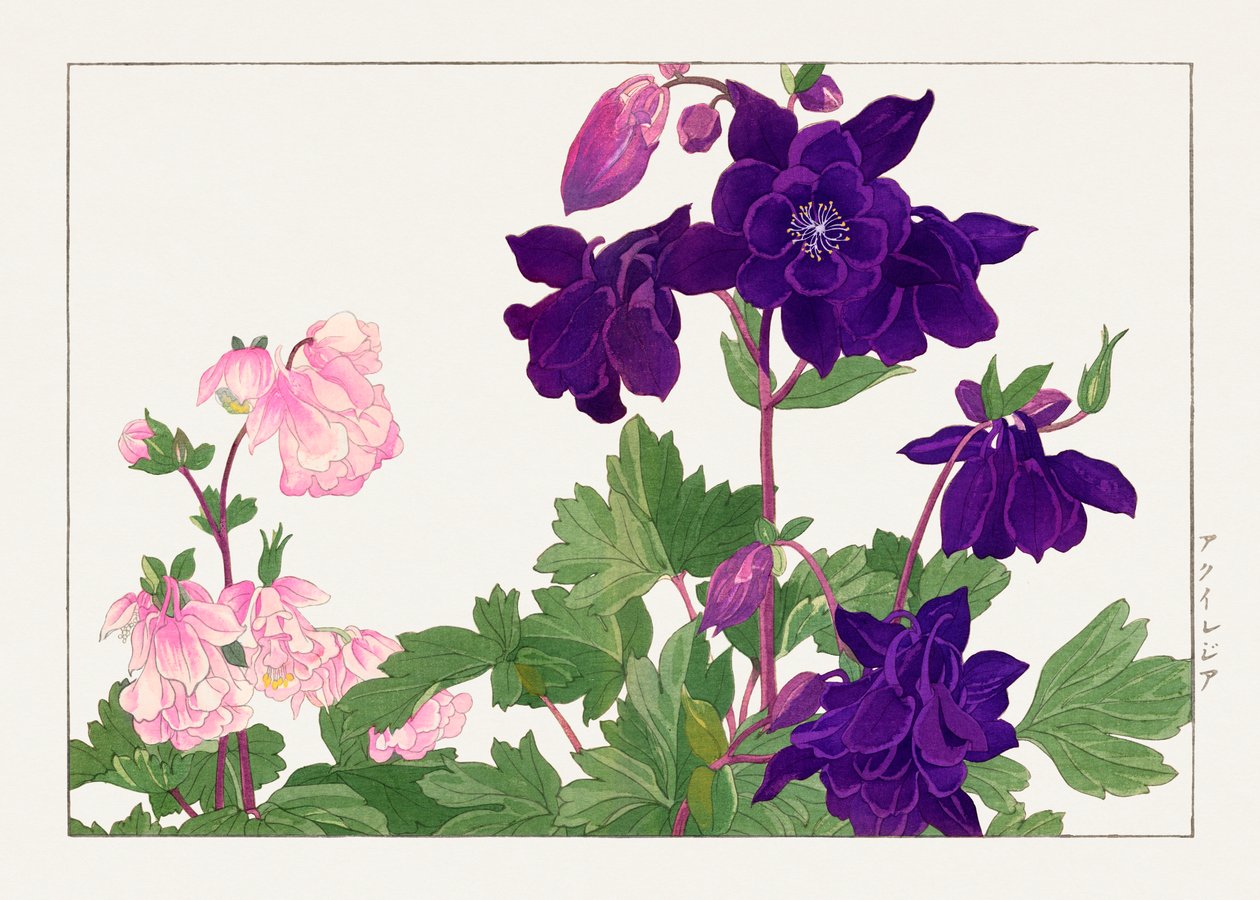 Kwiat Aquilegia z "Seiyou Sokazufu" autorstwa Tanigami Konan