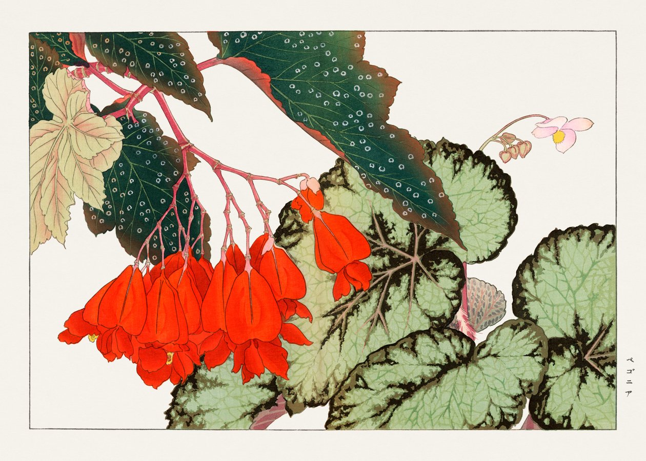 Cracklin Rosie Begonia kwiat z "Seiyou Sokazufu" autorstwa Tanigami Konan
