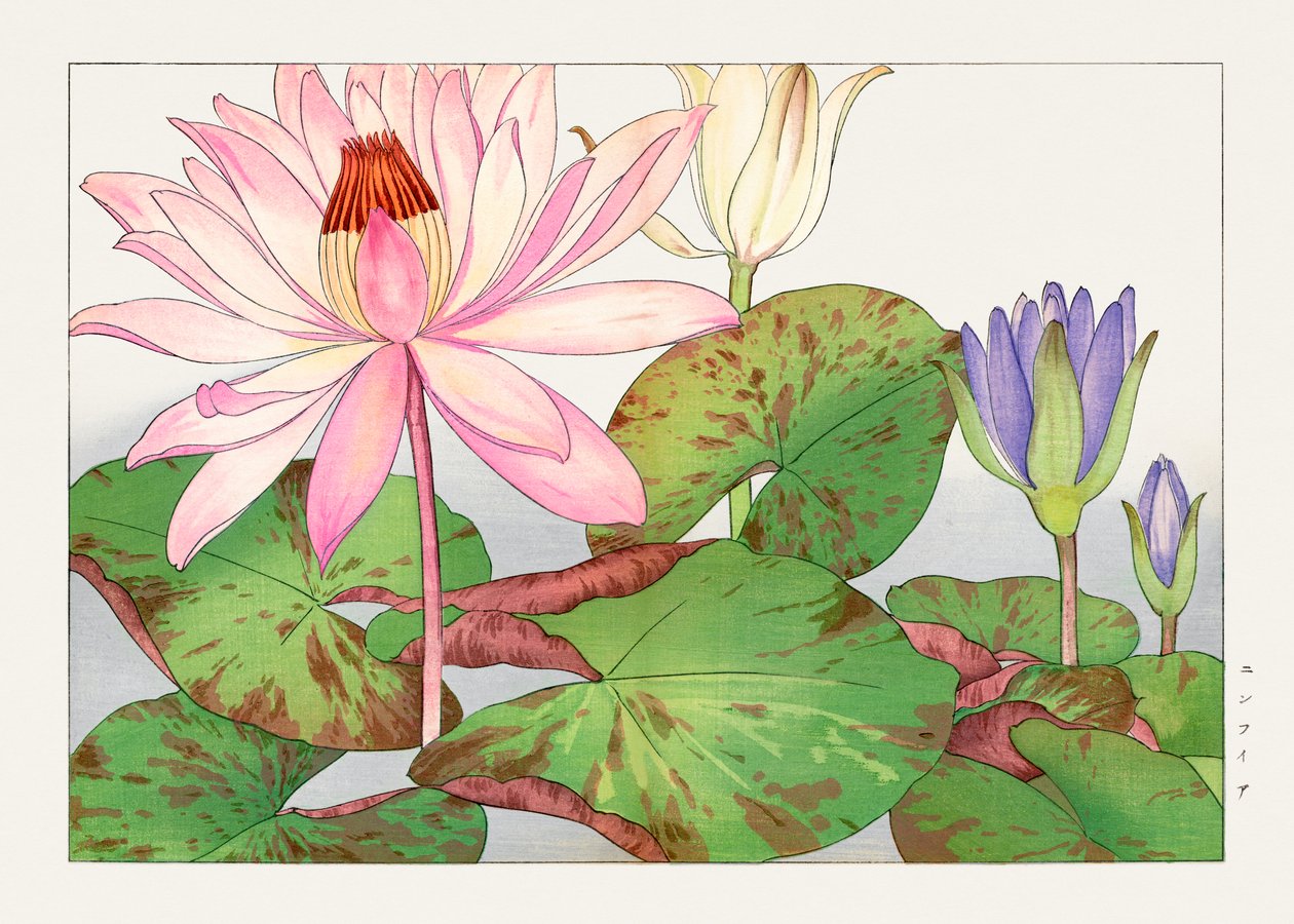 Lotos Nymphaea z "Seiyou Sokazufu autorstwa Tanigami Konan