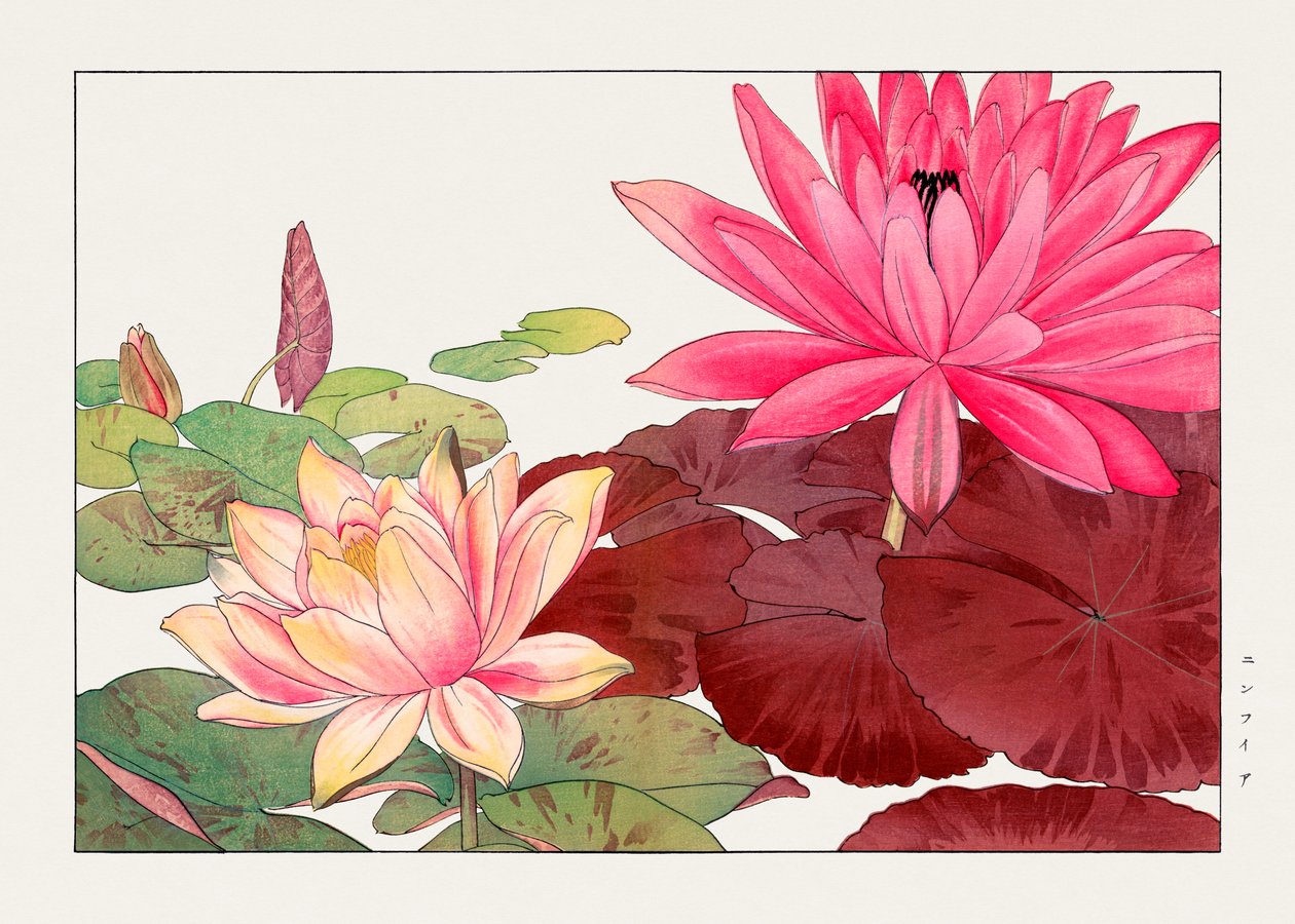 Lotos Nymphaea z "Seiyou Sokazufu autorstwa Tanigami Konan