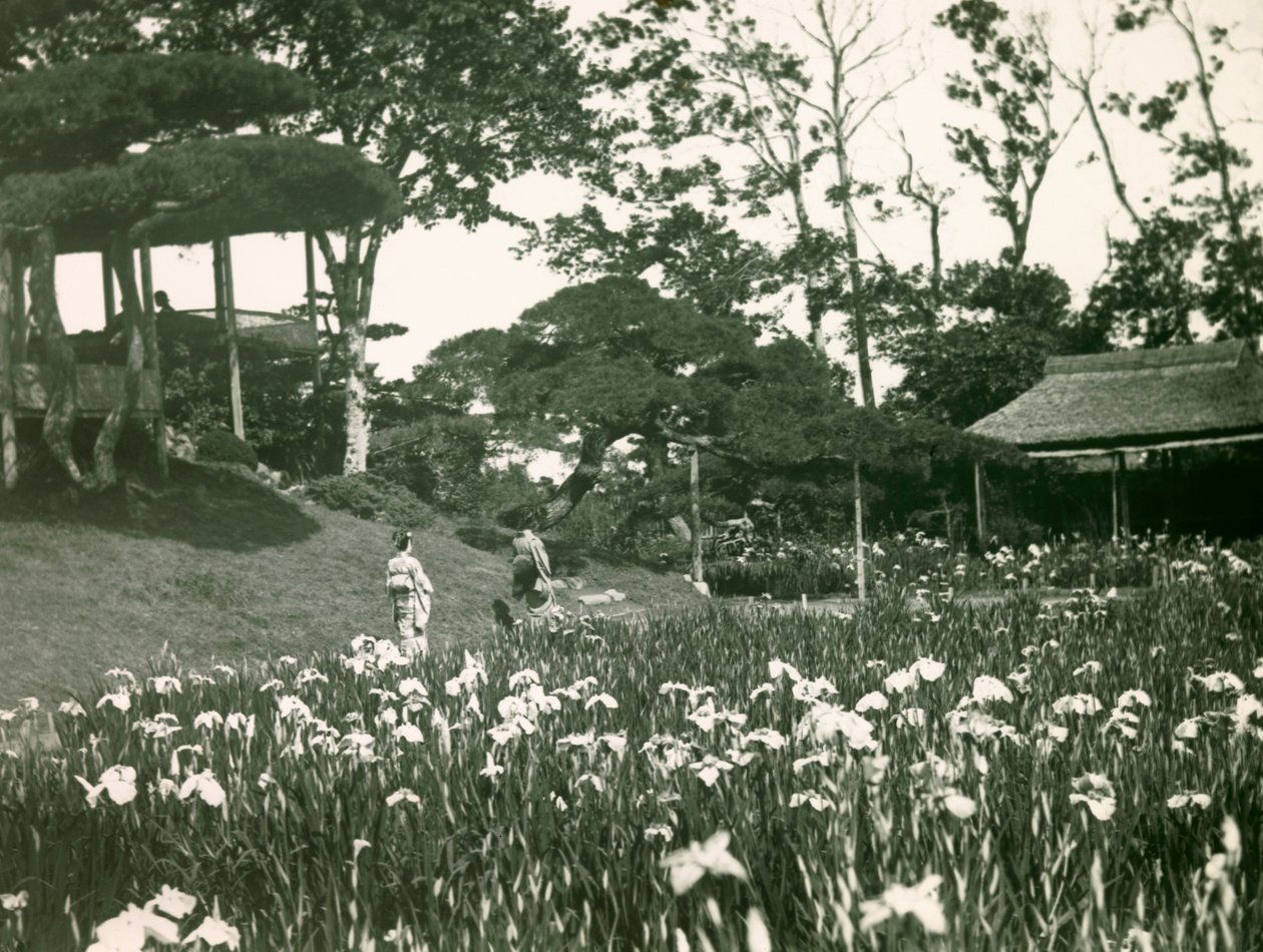 Irysowy ogród Horikiri Shobuen w Tokio, około 1900-1915 (zdjęcie) autorstwa Teijiro Takagi
