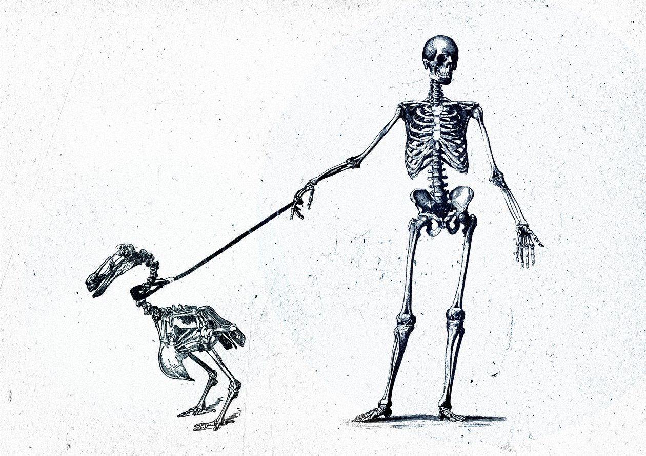 Walking my dodo, 2015 (media mieszane na płótnie) autorstwa Teis Albers