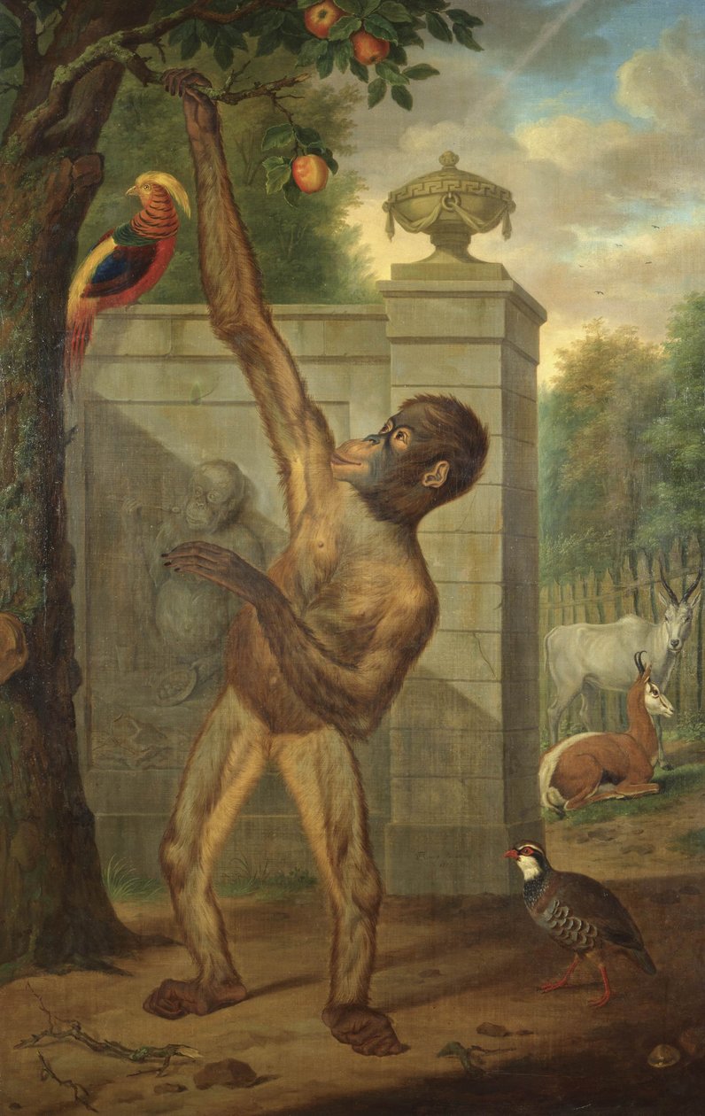 Orangutan z zoo Stadholder Willem V, zrywający jabłko autorstwa Tethart Philipp Christian Haag