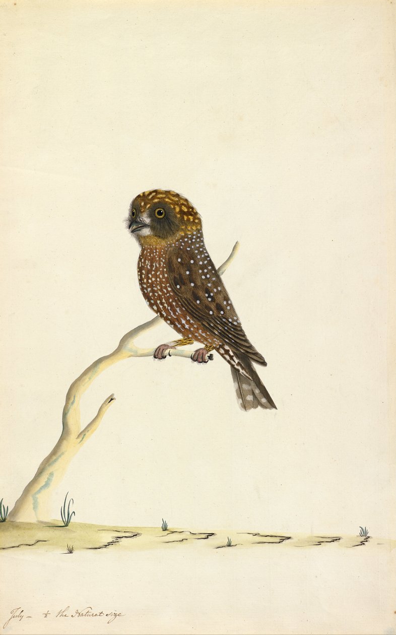 Sowa książkowa autorstwa The Sydney Bird Painter