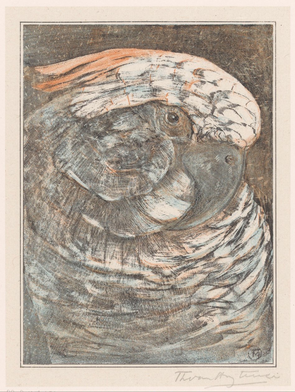 Głowa papugi autorstwa Theo van Hoytema (signed by artist)