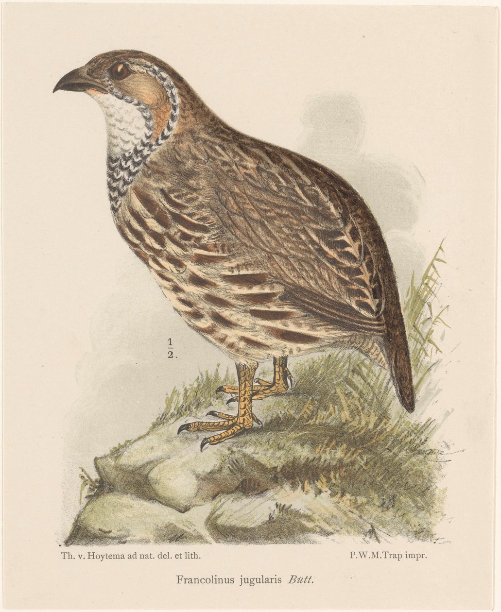 Kuropatwa (francolinus jugularis) autorstwa Theo van Hoytema