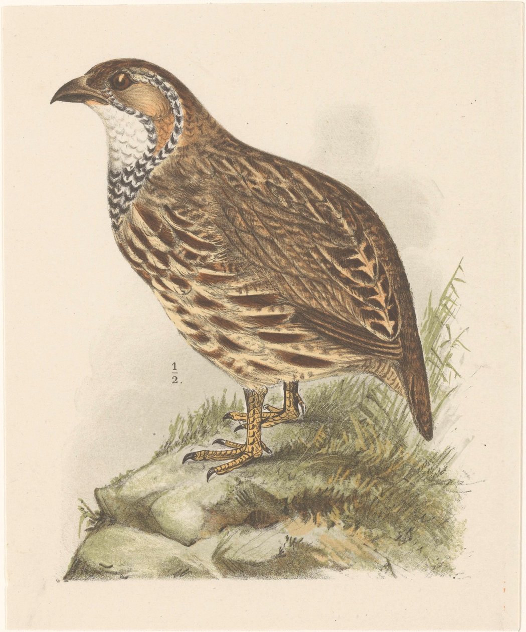 Kuropatwa (francolinus jugularis) autorstwa Theo van Hoytema