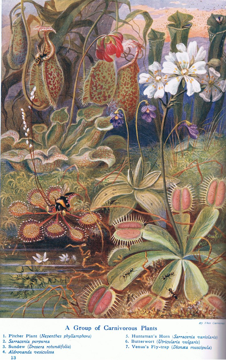 Rośliny mięsożerne, ilustracja z „Cuda ziemi i morza”, wydanej przez Cassell, Londyn, 1914 autorstwa Theobald Carreras
