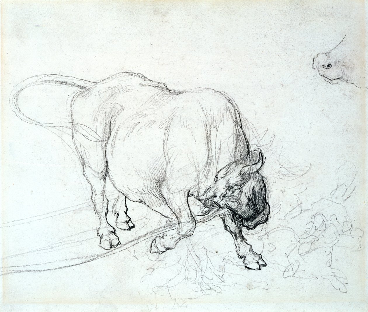 Badanie byka autorstwa Theodore Gericault