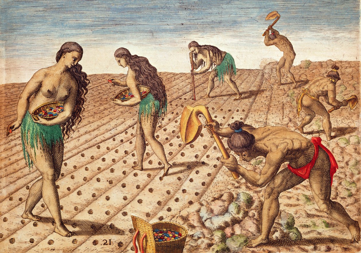 Brevis Narratio, Kultura i nasiona siewne, 1563 (kolorowe grawerowanie) autorstwa Theodore de Bry