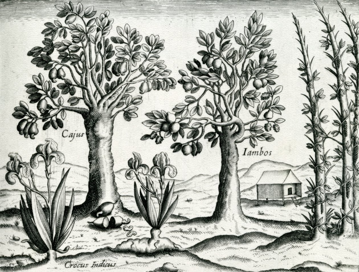 Krajobraz, ilustracja z 