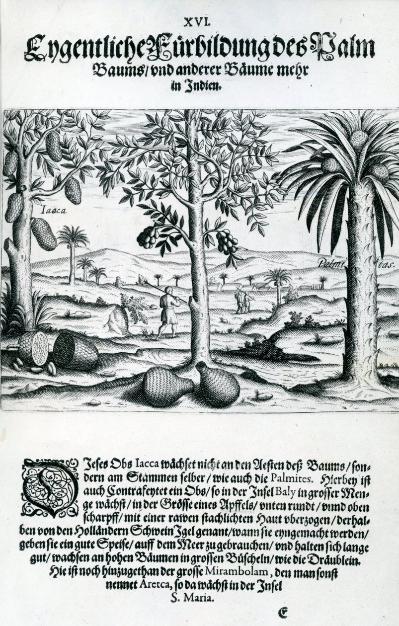 Krajobraz, ilustracja z "India Orientalis", 1598 r. autorstwa Theodore de Bry