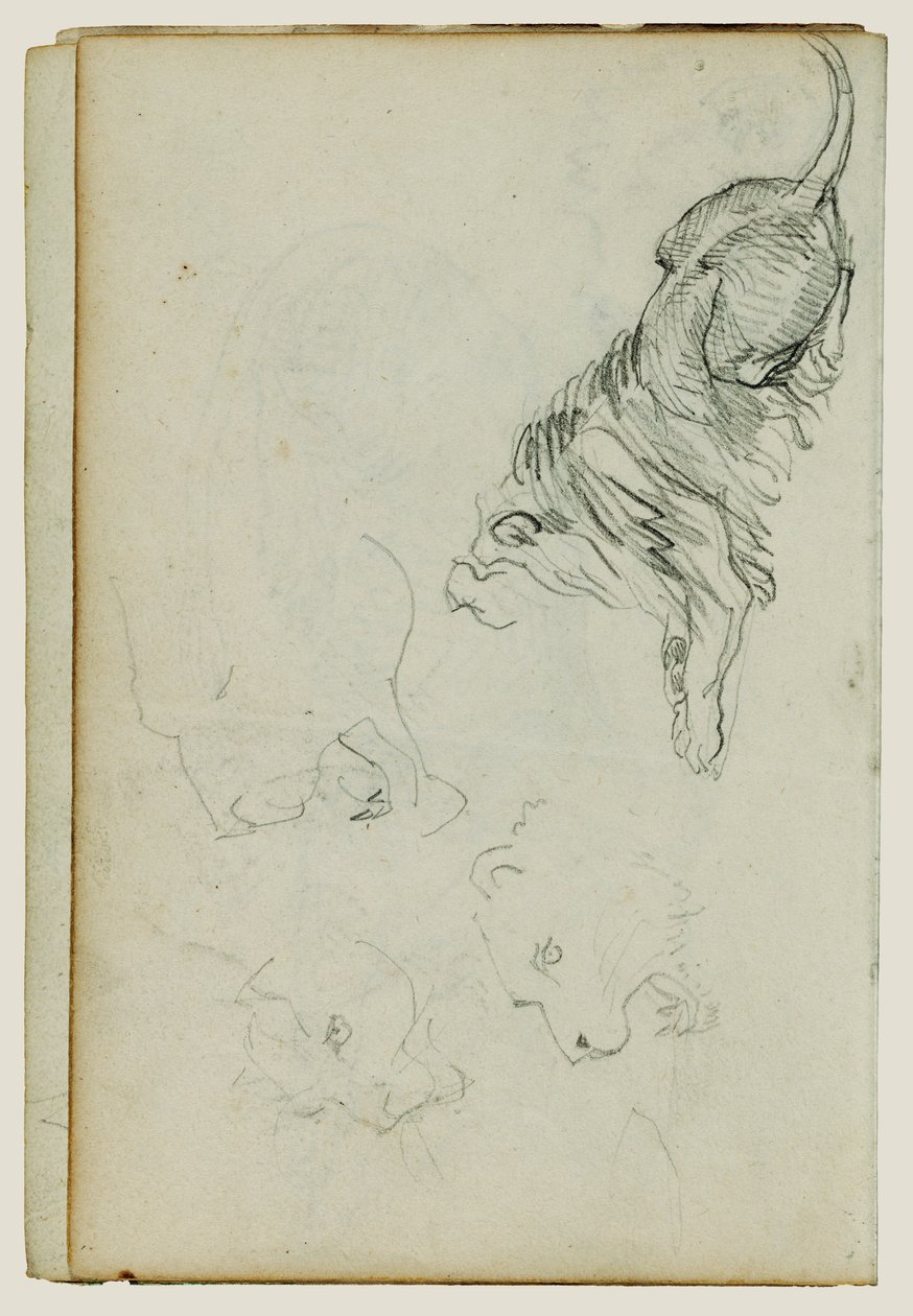 Cztery badania nad lwami autorstwa Theodore Gericault