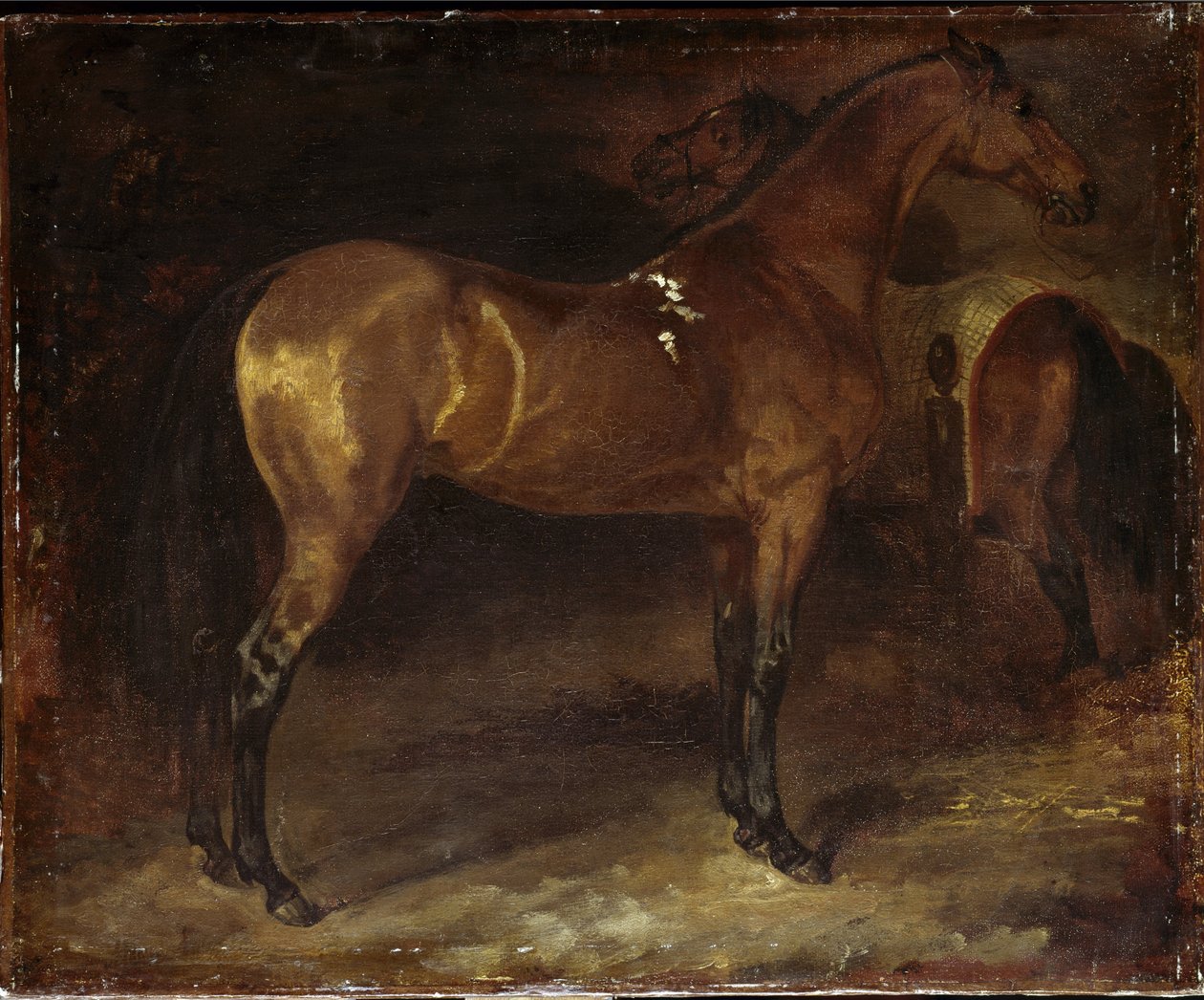 Koń Hiszpański - olej na płótnie autorstwa Theodore Gericault