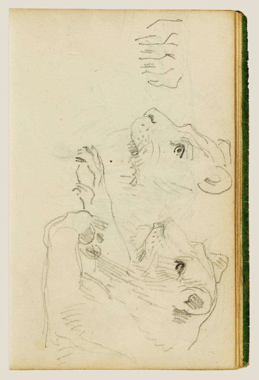 Badania głowy i przednich łap lwicy autorstwa Theodore Gericault