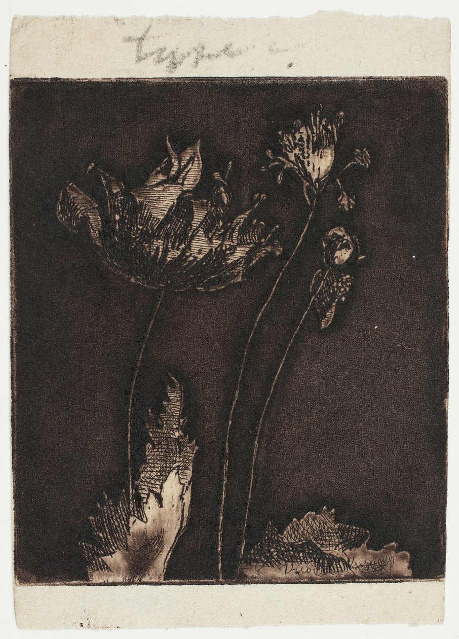 Ostatnie maki autorstwa Theodore Roussel