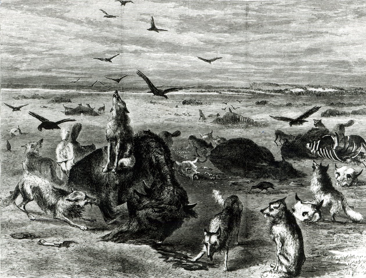Rzeź bizonów na równinach, z Harpers Weekly 1872 autorstwa Theodore Russell Davis