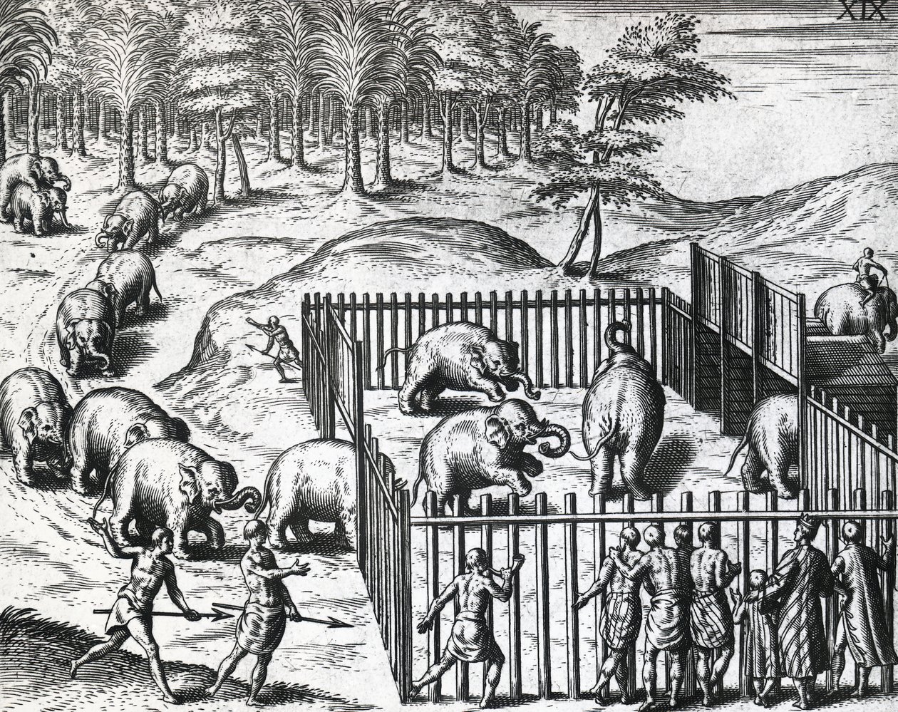 Polowanie na słonie w królestwie Pegu, obecnie Myanmar, Theodor de Bry (1528-1598), grawerowanie autorstwa Theodore de Bry