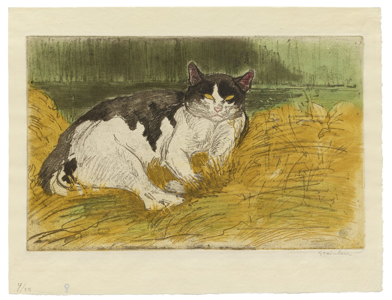 Stary czarno-biały kot w trawie autorstwa Théophile Alexandre Steinlen