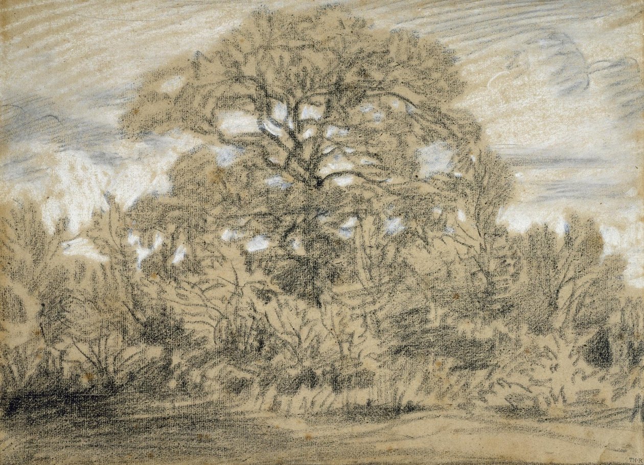 Studium dębu autorstwa Pierre Etienne Theodore Rousseau