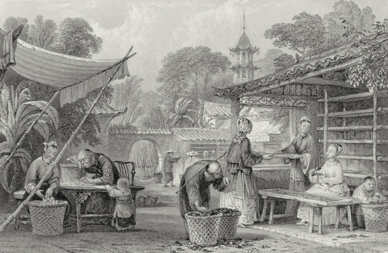 Karmienie jedwabników i kokony sortujące, grawerowane przez A. Willmore autorstwa Thomas Allom