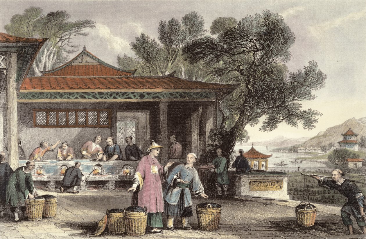The Culture and Preparation of Tea, from 