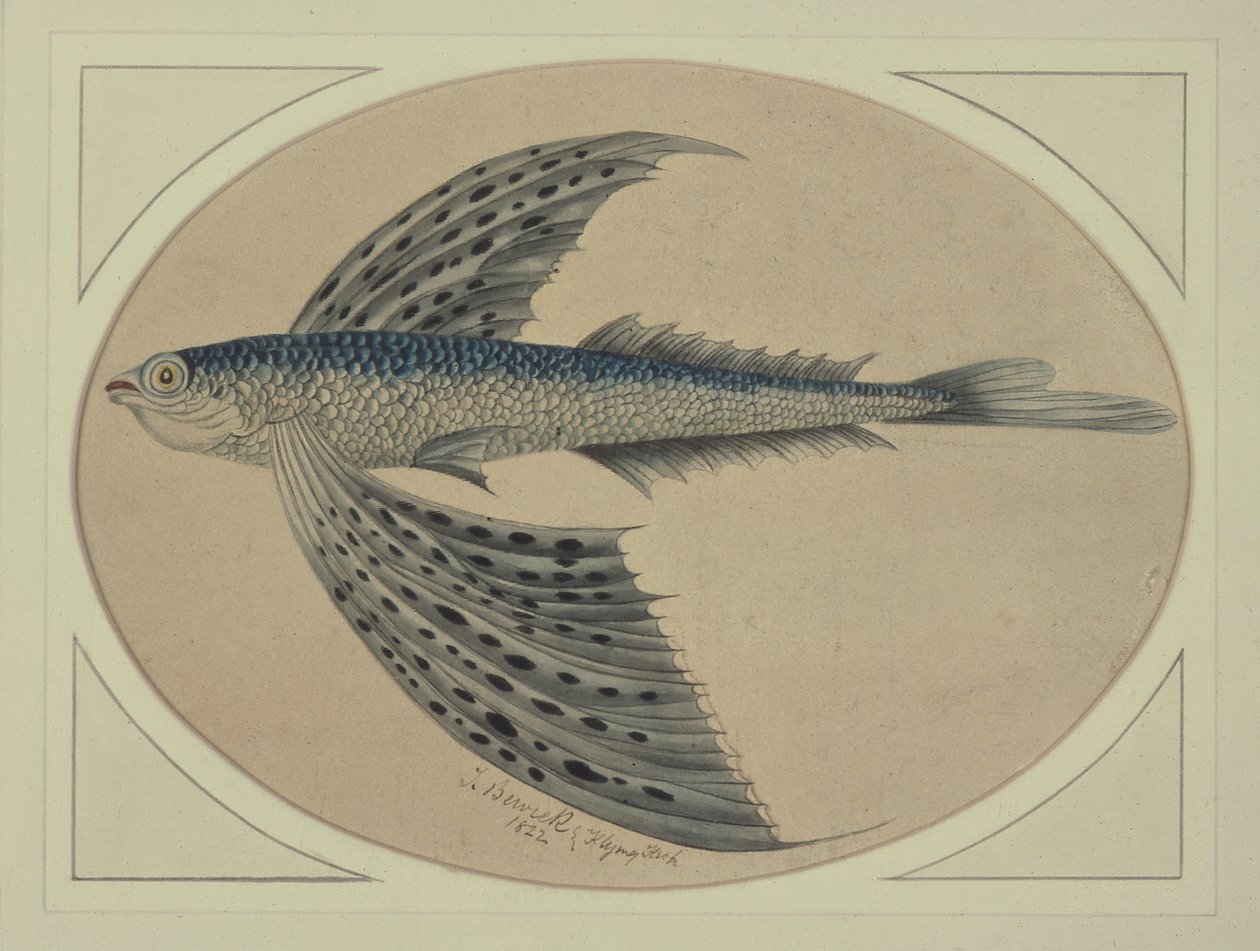 Latająca ryba autorstwa Thomas Bewick
