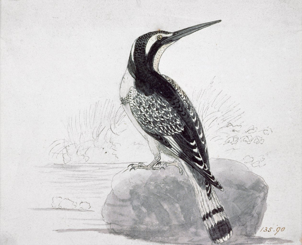Czarno-biały zimorodek autorstwa Thomas Bewick